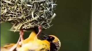 Kumpulan sarang burung