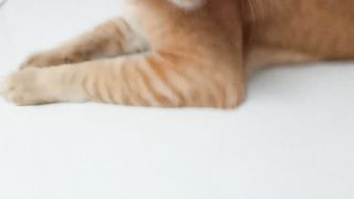 Kucing kos ku