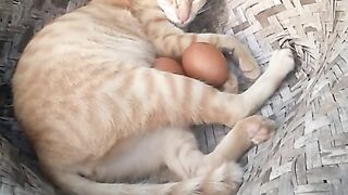 Animal lovers 103
