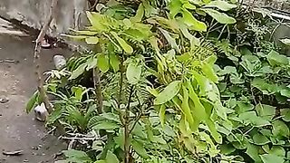 Longan Fruit
