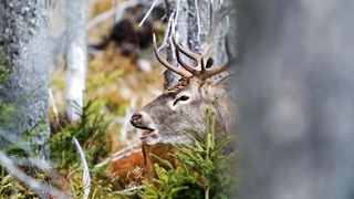 Life of Amimal  | Animal World | Nice Nature | Relax your Soul and Body