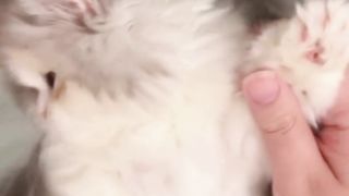 Chaton toilettage