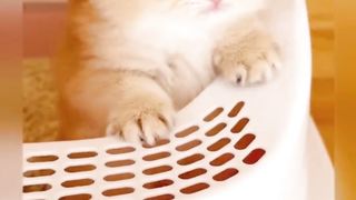 Kitten cute 3