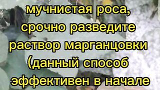 БОРБА  С БРАШНЕСТА  МАНА  БЕЗ РЗ СРЕДСТВА