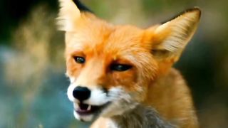Fox eating