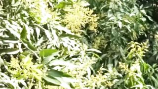 Garden View | Amazing Nature | Relax Natural View | #nature