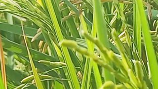 Nature Short Video | Natural Video | Peaceful Soothing