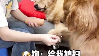 funny dogs 6