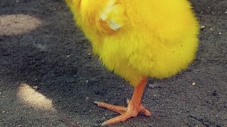 Color full chickens ???? in my home ????