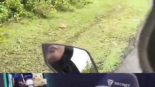 Wkwwkk lucunya sapi ini,, punya siapa siihh????