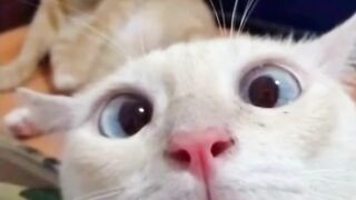 Cat????????