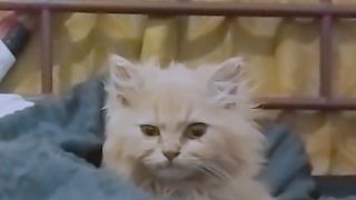 Cute cat meow????