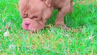My American Exotic Bully Quality Speaks For It self