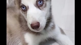 Hugo Siberian Husky