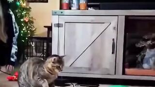 Puzzled behavior of cute pets