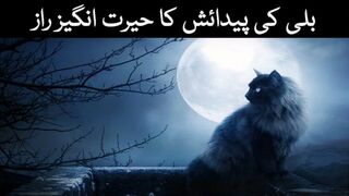 billi ki padaish #why allah created cat?billi/cat/
