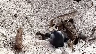 Baby turtle