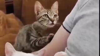 recovered-kitten-seeks-love-again