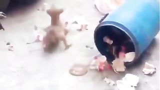 Monkey vs Dog video funny