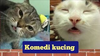 Video kucing terlucu - dubling hewan paling lucuu????????????????