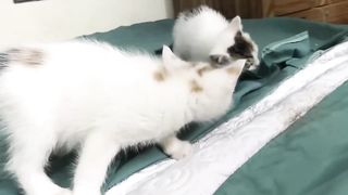 Cute Kittens - Funny and Cute Cat Videos Compilation 2023