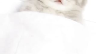 Sliping cats