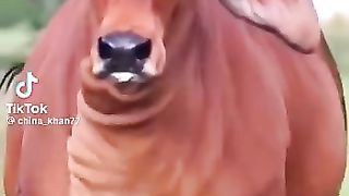 Beautiful Cows love For  their Master