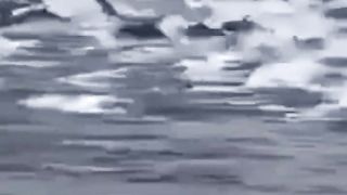 Dolphins Swim
