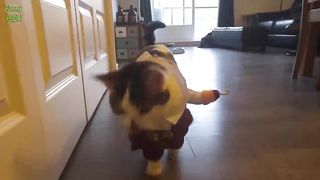 Funny Cat and Dog Videos