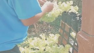 Vegetarian 2