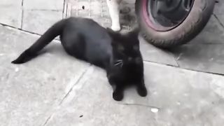 Drama cats