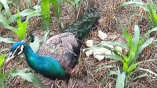 Beautiful bird 10