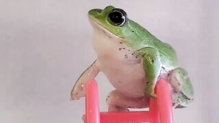 Cute frog
