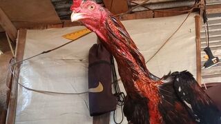 cara memerahkan kulit ayam jantan dengan harga sangat murah - how to redden rooster skin
