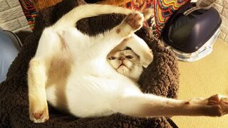 Funniest and Cutest Pets and Animals Compilation