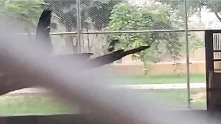 Danzoo parrots