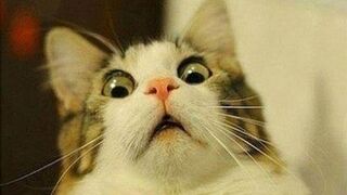 Adorable and Funny pets #cute #cats