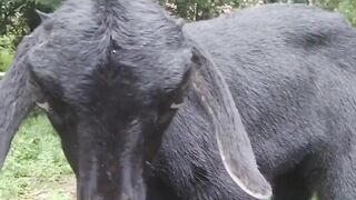 Goat Amazing Funny Video