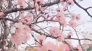 Best video 82