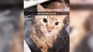 Funny Cats And Dogs Videos-Funniest Animals - Videos of Funny Animals