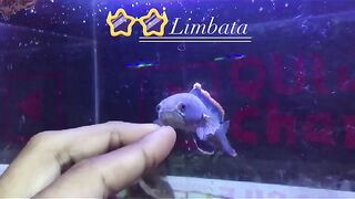 Channa limbata super tebel