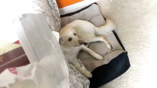 Funny Guilty Dog Compilations Pt.1