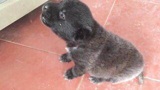 Sounds Puppies call their mother! Puppy Crying Sound Puppy Crying Sound Effect to Stimulate Your Dog.
