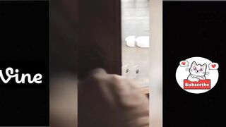 Best Funny Animal Videos Of The 2023 ???? - Funniest Cats And Dogs Videos ???????????????? Funny cat & dog videos ???? 2