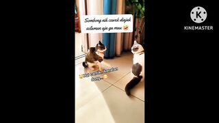 Kucing sombong