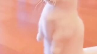 Cute cat³
