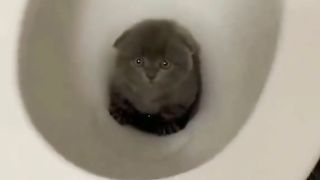 Funny cat 197