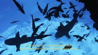 Shark Awareness Day | Pristine Seas