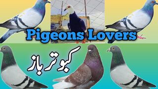 Pigeons lovers | Birds pets