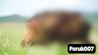 Wild Animals Collection 1
